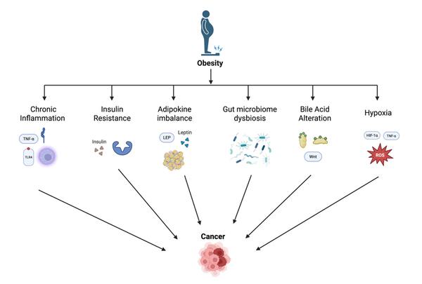 Oncogenetic burden of obesity